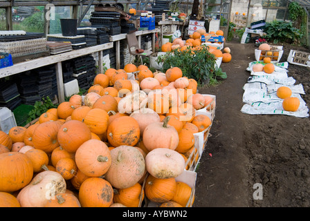 Baignoire Batheaston BANES England UK Pumpkins en vente pour l'Halloween à Chris riche s farm shop Banque D'Images