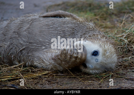 Bébé phoque gris au Donna Nook seal sanctuary sur la côte nord du Lincolnshire en Angleterre Banque D'Images