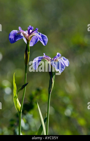 USA, Alaska. Iris sauvages poussent sur les bords des étangs et des lacs dans la chaîne de l'Alaska. Banque D'Images