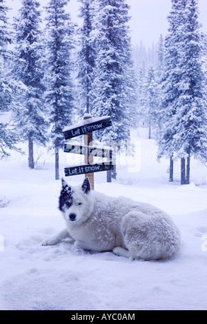 USA, Alaska. Spud le chien bénéficie d'une tempête de neige d'automne dans la chaîne de l'Alaska dans le centre-sud de l'Alaska. Banque D'Images