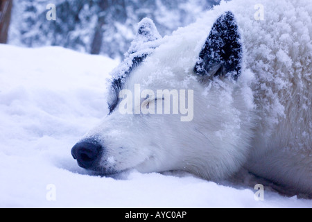 USA, Alaska. Spud le chien bénéficie d'une tempête de neige d'automne dans la chaîne de l'Alaska dans le centre-sud de l'Alaska. Banque D'Images