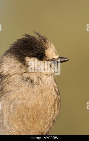 USA, Alaska. Un Mésangeai du Canada (Perisoreus canadensis) dans la chaîne de l'Alaska. Banque D'Images