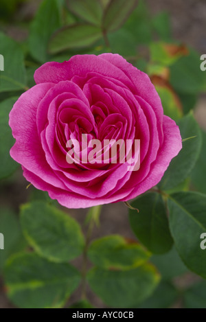 GERTRUDE JEKYLL Rose Aberdeen Hazelhead Park Gardens Grampian Ecosse UK GFL 1000-17 Banque D'Images