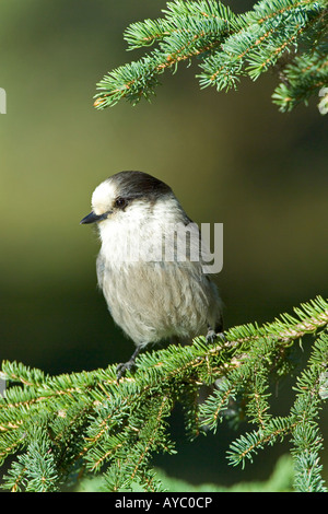 USA, Alaska. Un Mésangeai du Canada (Perisoreus canadensis) est assis sur une branche d'épinette blanche en Alaska. Banque D'Images