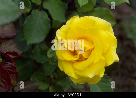 La liberté Rose Aberdeen Hazelhead Park Gardens Grampian Ecosse UK GFL 1049-17 Banque D'Images