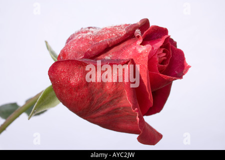 Couverts de givre rose rouge en hiver Banque D'Images