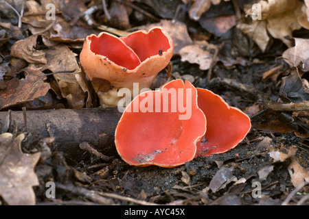 Coupe Sarcoscyphia Elf écarlate coccina croissant sur les débris de bois Banque D'Images