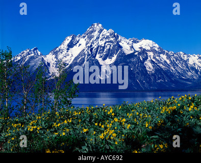 Grands Teton National Park dans le Wyoming avec encadrement fleurs sauvages jaune Le lac Jackson et le Mont Moran Banque D'Images