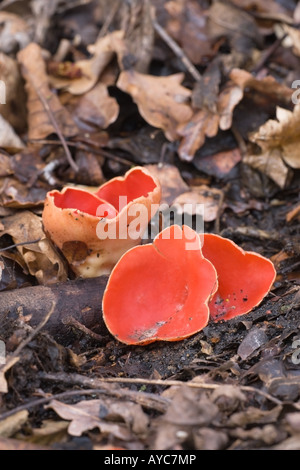 Coupe Sarcoscyphia Elf écarlate coccina croissant sur les débris de bois Banque D'Images