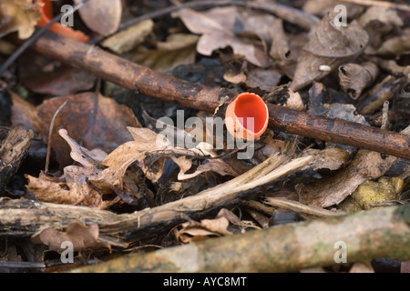 Coupe Sarcoscyphia Elf écarlate coccina croissant sur les débris de bois Banque D'Images