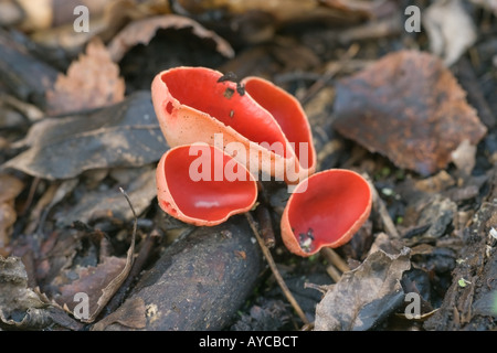 Coupe Sarcoscyphia Elf écarlate coccina croissant sur les débris de bois Banque D'Images