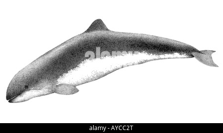 Marsouins du golfe, vaquita (Phocoena sinus), dessin Banque D'Images