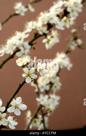 PRUNUS INSITIA PRUNE DAMSON DAMSON PRUNE SHROPSHIRE SYN de l'AGA Banque D'Images