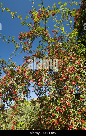 L'aubépine (Crataegus monogyna) dans la fructification. Aubépine monogyne (Crataegus monogyna) en fruits. Banque D'Images