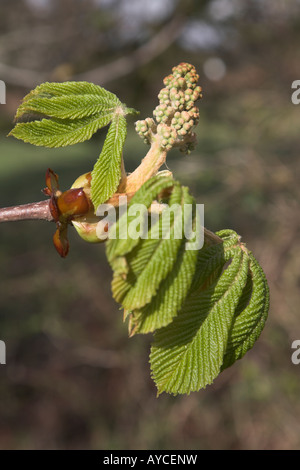 Horse Chestnut Tree bud et nouvelles feuilles - Aesculus hippocastanum Banque D'Images