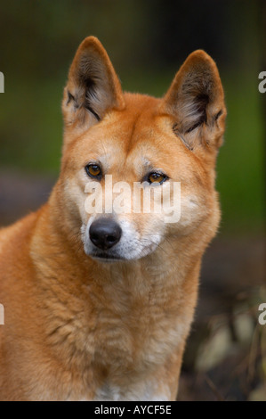 Dingo Canis familiaris dingo chien sauvage d'Australie Banque D'Images