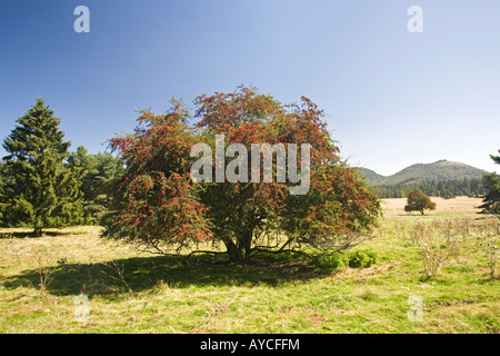 L'aubépine (Crataegus monogyna) dans la fructification. Aubépine monogyne (Crataegus monogyna) en fruits. Banque D'Images