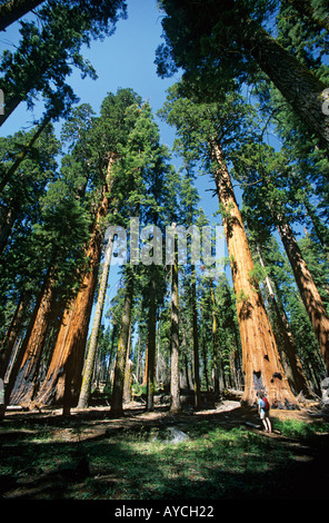 Female hiker avec Séquoias Géants Sequoia sempervirens Sequoia National Park California USA Banque D'Images