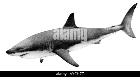 Grand requin blanc (Carcharodon carcharias), dessin Banque D'Images