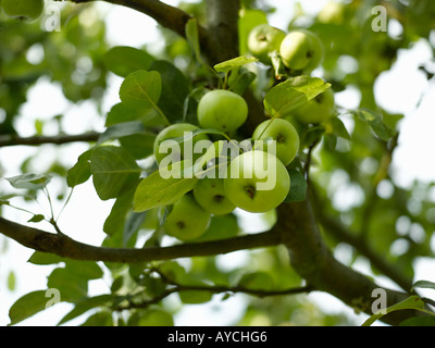 De plus en plus de pommes - haut de gamme image numérique Hasselblad 61Mo Banque D'Images