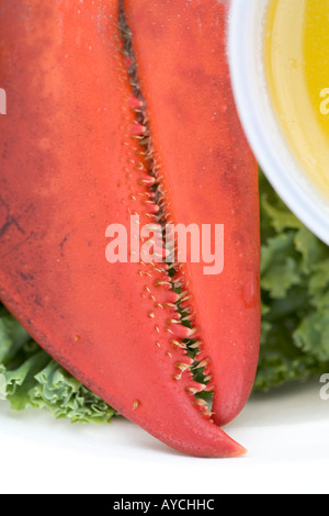 Détail d'une pince de homard sur une plaque avec du beurre tiré Banque D'Images