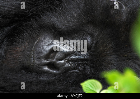 Mountain Gorilla gorilla beringei endormi dans le Parc National des Volcans au Rwanda close up close-up closeup Banque D'Images