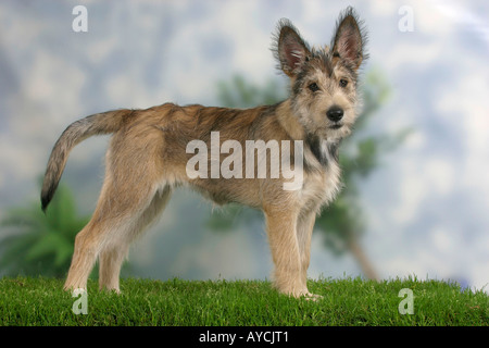 14 semaines chiot Berger Picard Berger de Picardie side Banque D'Images