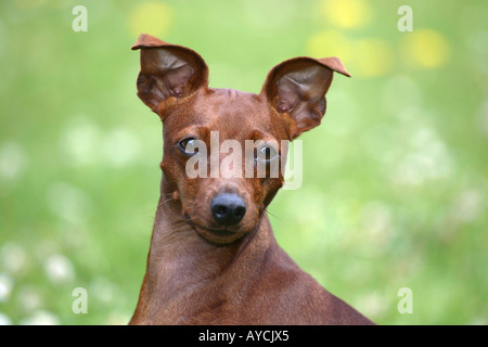 Pinscher Nain Banque D'Images