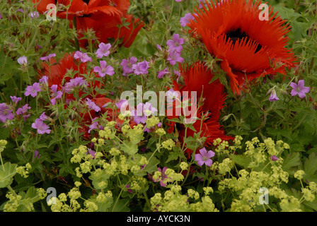 Le pavot oriental à froufrous (Papaver orientale), Alchemilla mollis et le géranium dans un jardin frontière. Le Nord du Pays de Galles au Royaume-Uni. Banque D'Images