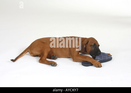 Le Rhodesian Ridgeback puppy 10 semaines rongeant sur slipper Banque D'Images