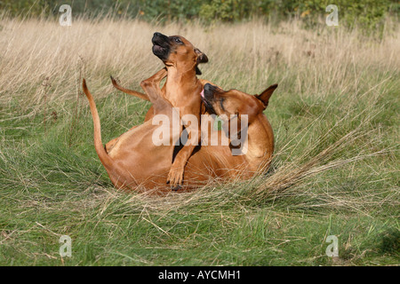 Le Rhodesian Ridgeback avec 14 semaines chiot Banque D'Images