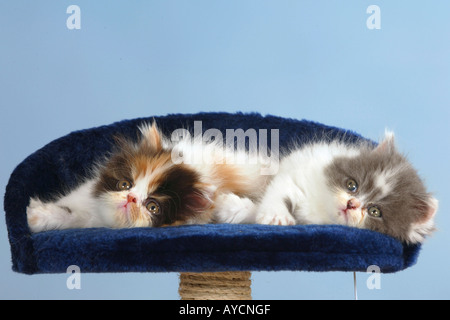 Les chats Chatons persan Banque D'Images