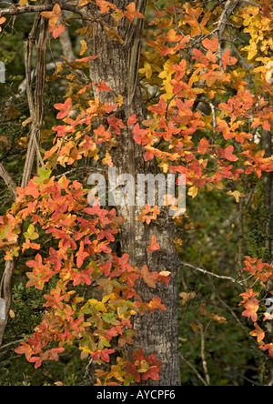 L'érable de Montpellier (Acer monspessulanus) avec une forte couleur d'automne Banque D'Images