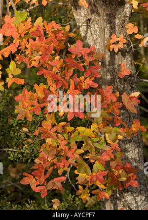 L'érable de Montpellier (Acer monspessulanus) avec une forte couleur d'automne Banque D'Images