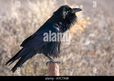 Raven debout sur un poteau de clôture à la section Windows de Arches National Park Banque D'Images