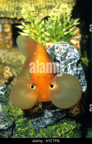 Bubble Eye Goldfish, Carassius auratus, Ciprinidae freshewater, poisson Banque D'Images