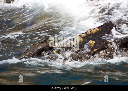 Iguane marin l'atterrissage sur des roches couvertes de balanes sur Isabela Banque D'Images