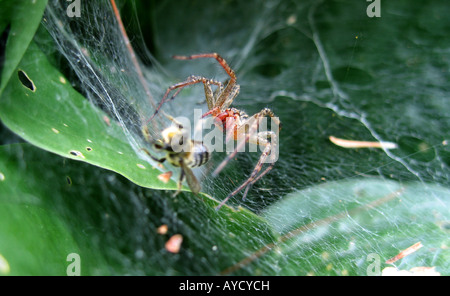 Spider et wasp dans la bataille Banque D'Images