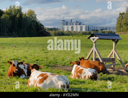 Les Vaches à l'équipe pluridisciplinaire de Viikki représente Campus de l'Université de Helsinki, Finlande, Europe. Banque D'Images