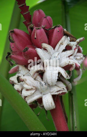 L'épluchage aka banane banane Rose, poilu, banane banane fructification rose ou ensemencé Banana Musa velutina Musaceae Assam en Inde Banque D'Images