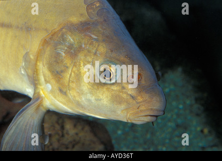 Cyprinus carpio, Carp, Ciprinidae Banque D'Images