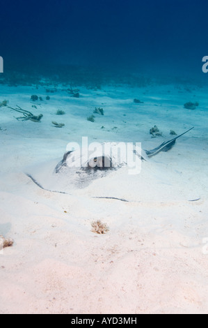 A Southern Stingray se trouve au fond de la mer partiellement camouflée par le fond sableux. Banque D'Images
