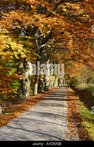 En automne, Herbstallee Avenue Banque D'Images