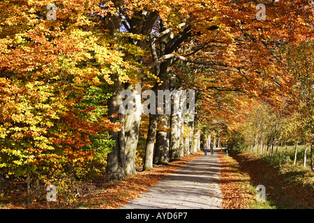 En automne, Herbstallee Avenue Banque D'Images