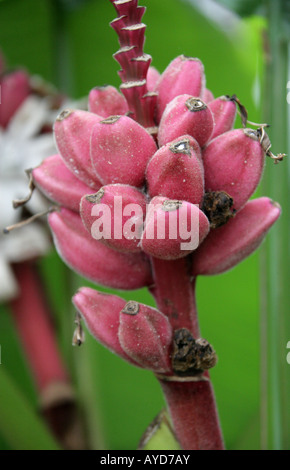 L'épluchage aka banane banane Rose, poilu, banane banane fructification rose ou ensemencé Banana Musa velutina Musaceae Assam en Inde Banque D'Images