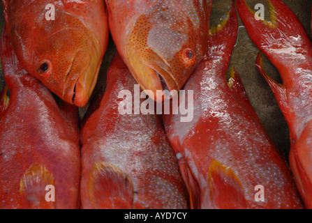 Le poisson frais à la vente à la Sir Selwyn Selwyn Clarke market à Victoria, la capitale d'une île de Mahé aux Seychelles Banque D'Images