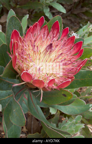 Protea Flower, Afrique du Sud Banque D'Images