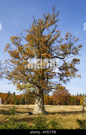 Vieil arbre Banque D'Images