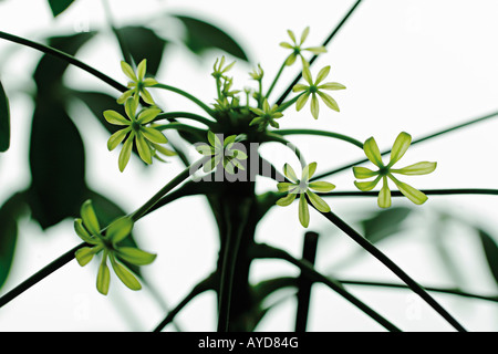 Les germes d'un pleurant Fig Ficus benjamina Banque D'Images