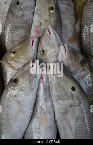 Le poisson frais à la vente à la Sir Selwyn Selwyn Clarke market à Victoria, la capitale d'une île de Mahé aux Seychelles Banque D'Images